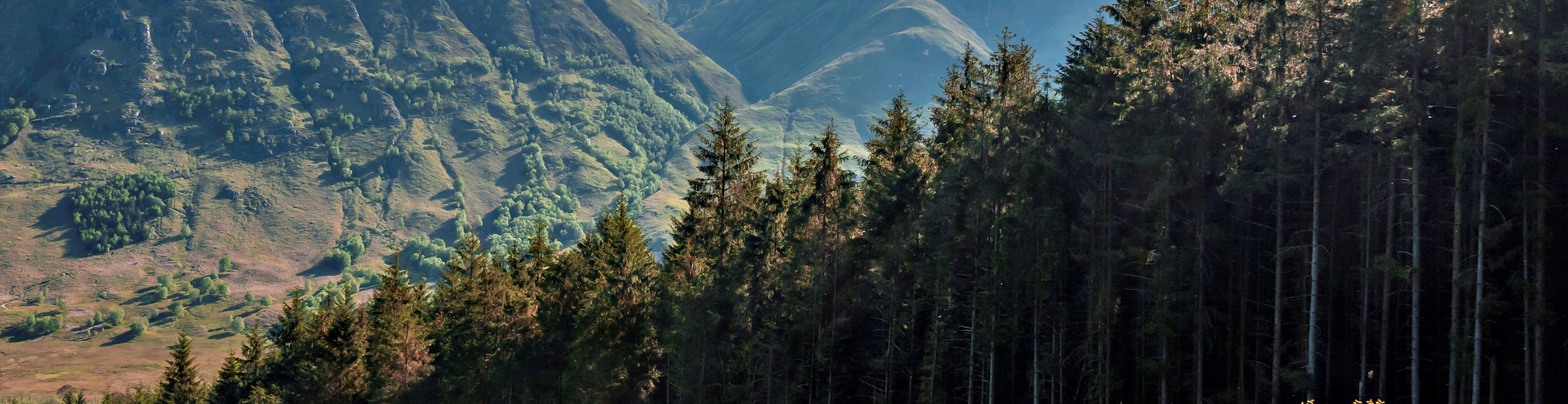 scottish forestry shutterstock_682681564.jpg 1280x 330