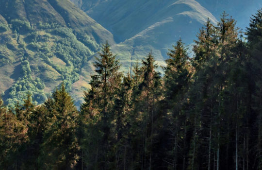 scottish forestry shutterstock_682681564.jpg 500 x 180