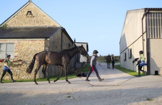 Equine Property