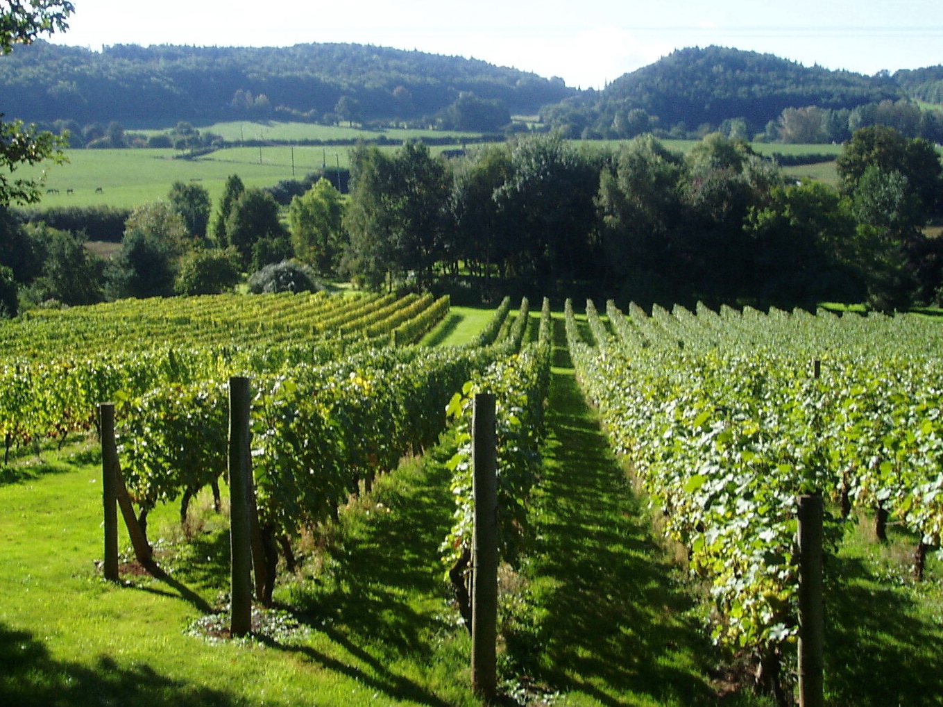 Vineyard