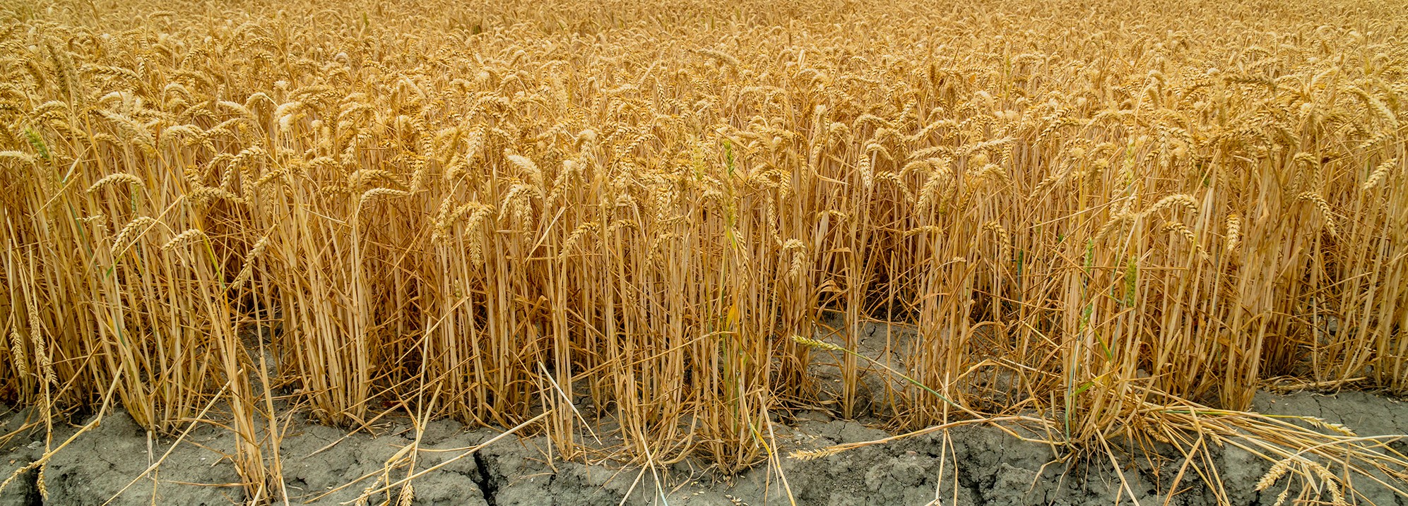 Crops