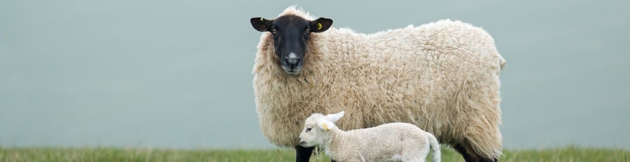 Livestock Insurance