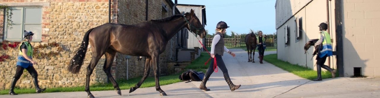 Equine Business