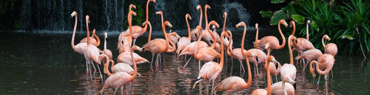 Zoo insurance