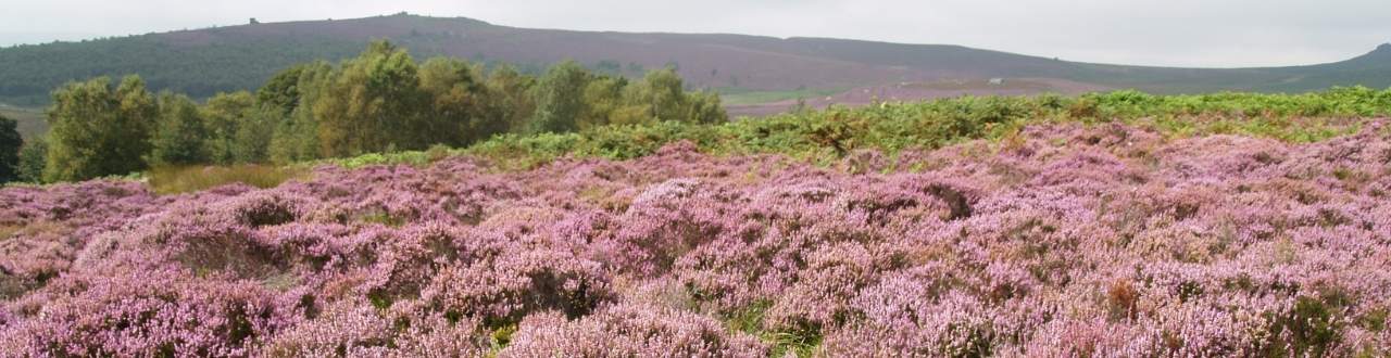Moorland Insurance