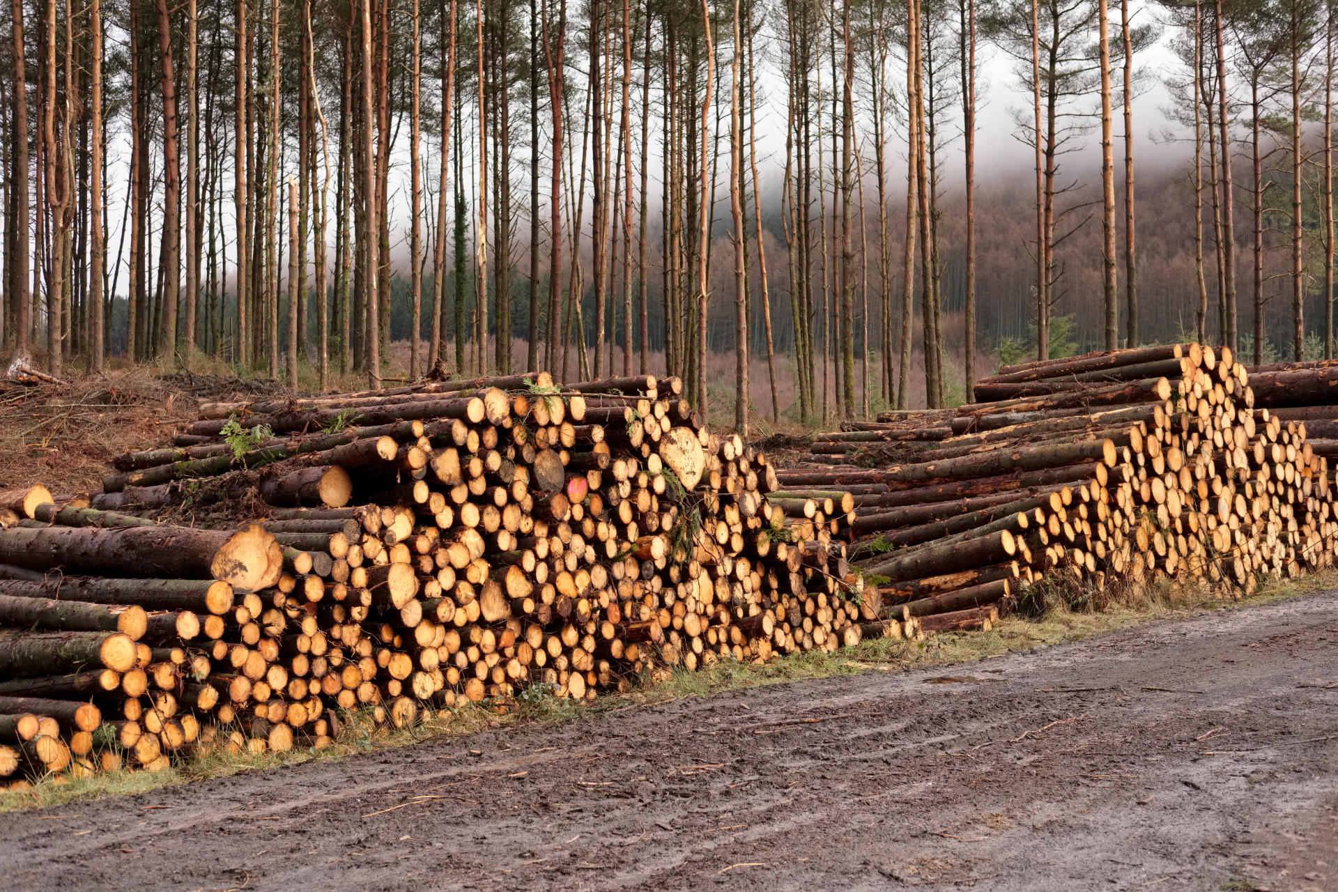https://lycetts.factor3staging.co.uk/wp-content/uploads/2021/04/logging.jpg