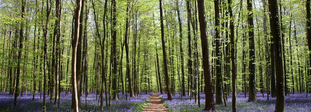 Forestry