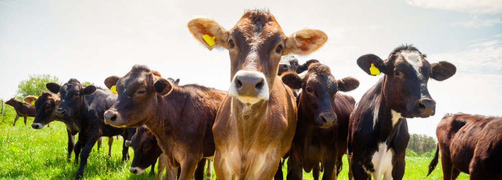 Livestock