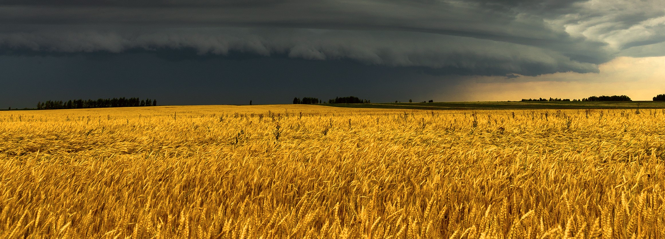 Crop